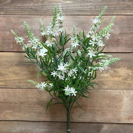 19" BUISSON DE VÉRONIQUE DOUCE BLANCHE X 10