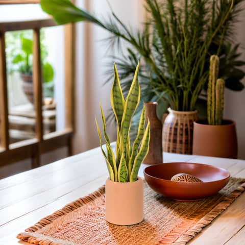 Sansevierias en pot en terre cuite de 21 pouces