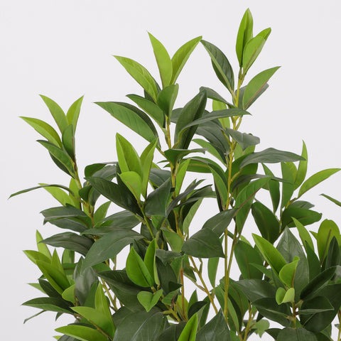 Greenery W/ Pot