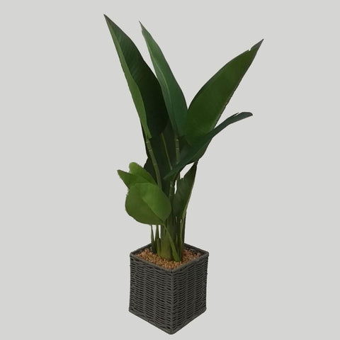 Green Leave W/ Pot