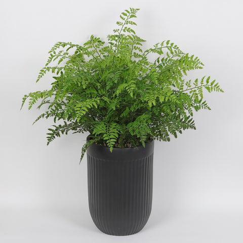 Greenery Décor | Home Decor | Interior Styling