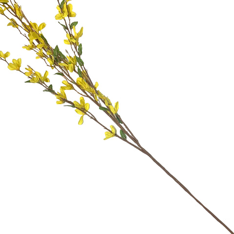 38" Forsythia Bush X 4