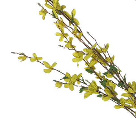 38" Forsythia Bush X 4
