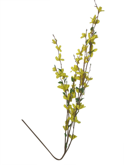 38" Forsythia Bush X 4