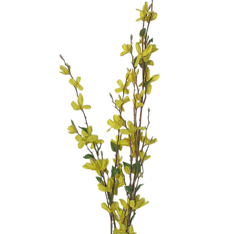 38" Forsythia Bush X 4
