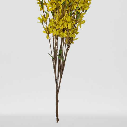 34" Forsythia Bush X 14