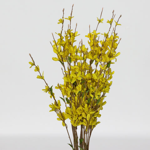 34" Forsythia Bush X 14