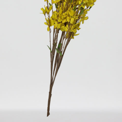34" Forsythia Bush X 14