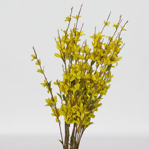 34" Forsythia Bush X 14