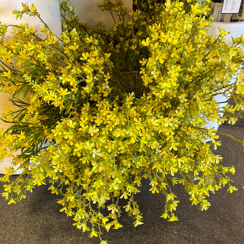 21.5" Yellow Sweet Veronica Bush X 11