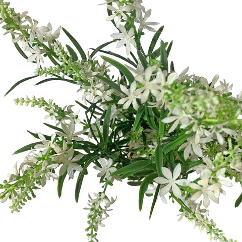 19" BUISSON DE VÉRONIQUE DOUCE BLANCHE X 10