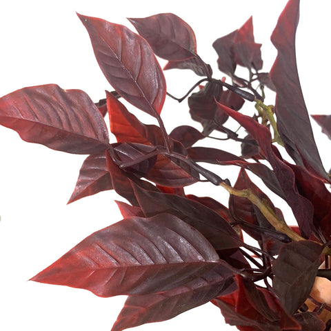 25" Burgundy Hanging Ficus Bush