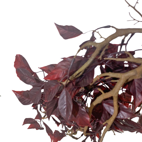 25" Burgundy Hanging Ficus Bush