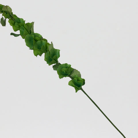 CHOIX VERT/ CLOCHES D'IRLANDE/MOLUCCELLA