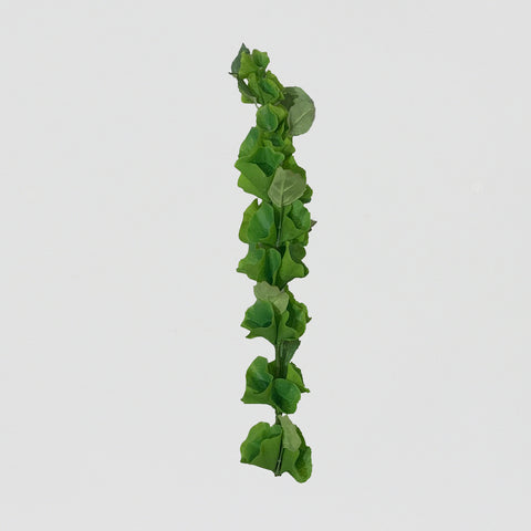 CHOIX VERT/ CLOCHES D'IRLANDE/MOLUCCELLA