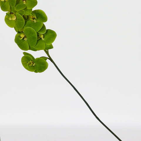 Tige de phalaenopsis artificielle Real Touch