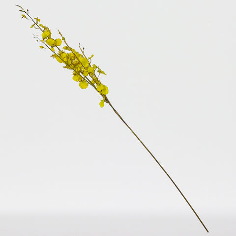Dancing Orchid Sp