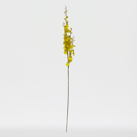 Dancing Orchid Sp