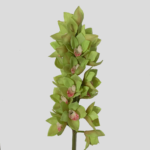 CYMBIDIUMx18F, 41IN