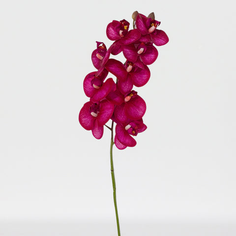 Tige de phalaenopsis artificielle Real Touch