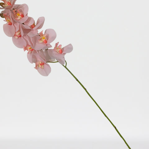 Phalaenopsis Spx9F (Nat. Touch), 36 In