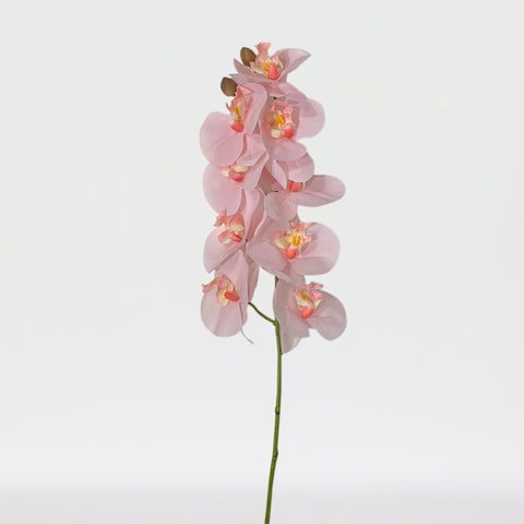 Phalaenopsis Spx9F (Nat. Touch), 36 In