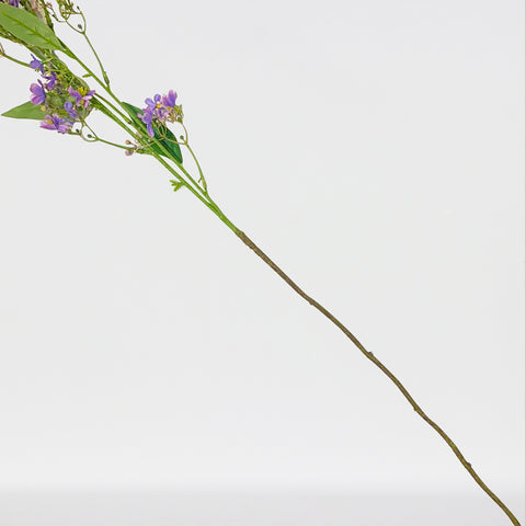 Daphne Sprayx3,42.5In-12P