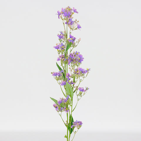 Daphne Sprayx3,42.5In-12P