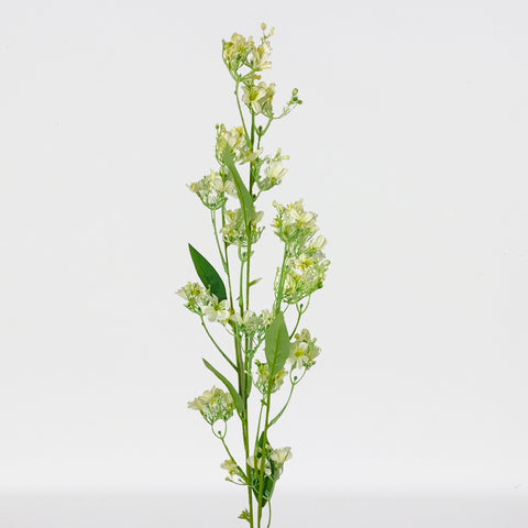 Daphne Sprayx3,42.5In-12P