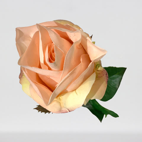 TIGE DE ROSE FRAICHEMENT TOUCHÉE 25" PÊCHE