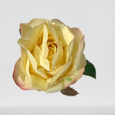 TIGE DE ROSE FRAICHEMENT TOUCHÉE 25" JAUNE
