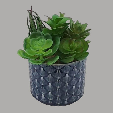 Succulent In Pot