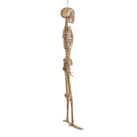 5ft Prelit Skeleton Halloween Prop | Light-Up Spooky Decoration | Outdoor & Indoor