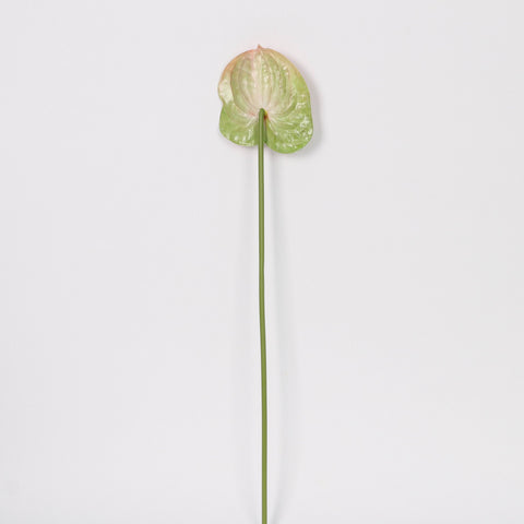 Artificial Light Pink & Green Anthurium Lily Flowers for Wedding & Event Centerpieces