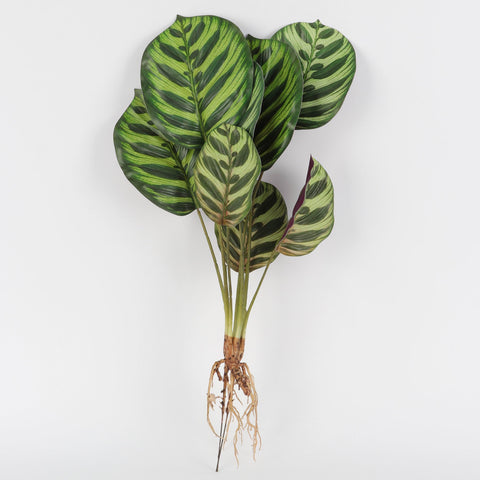 Realistic Faux Calathea Plant with Fibrous Roots for Home Decor & Floral Arrangements