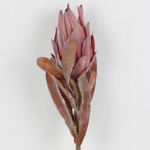 Vintage Dried South African King Flower for Floral Arrangements & Home Decor