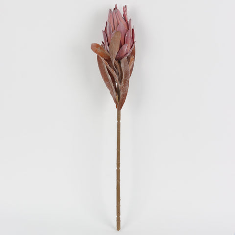 Vintage Dried South African King Flower for Floral Arrangements & Home Decor