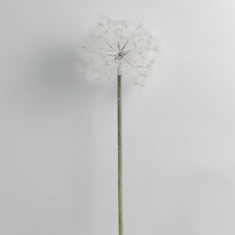 Flower Pick White Dandelion for Event & Wedding Home Decor
