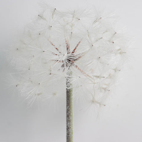 Flower Pick White Dandelion for Event & Wedding Home Decor