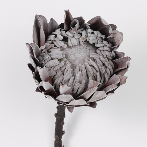 Dried KING Protea Artificial Floral Pick for Boho Weddings & Home Decor