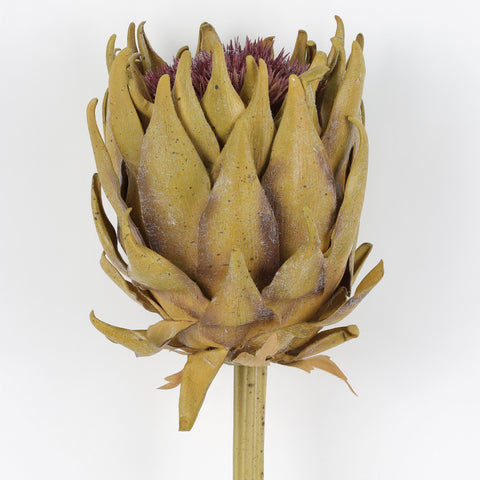 Crown Protea Coffee Artificial Flower – Realistic Faux Flower for Home Décor &amp; Floral Arrangements