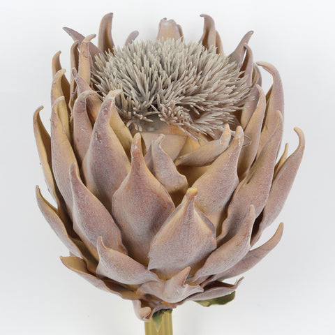 Crown Protea Artificial Flower Stem – Champagne Faux Floral for Home & Event Décor