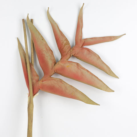 Tropical Bird of Paradise Stem – Brown Dry Artificial Plant for Home Décor; Floral Arrangements