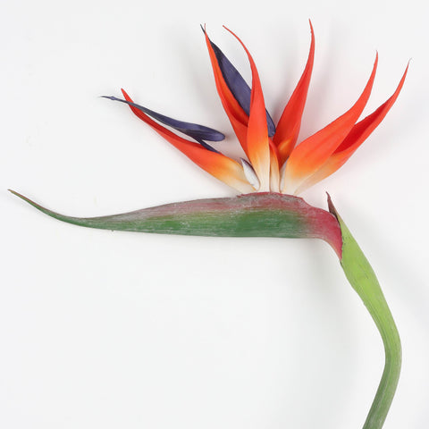 Flower Pick