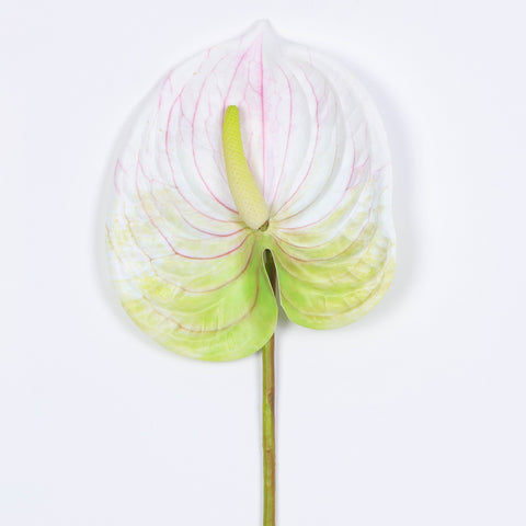 Flower Pick