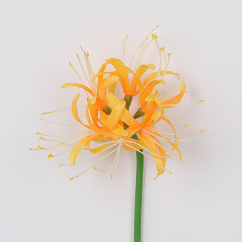 Orange & Yellow Lycoris Radiata Artificial Spider Lily