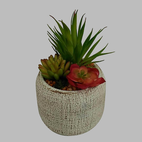 Succulent In Pot
