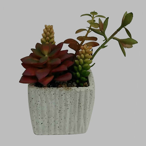 Succulent In Pot
