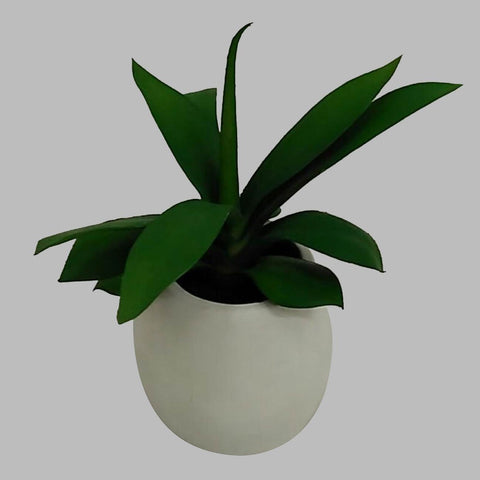 Green Leave In Pot