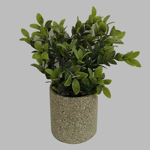 Green Leave In Pot